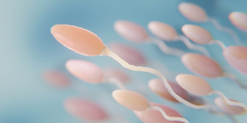 Fertilisasi Adalah Proses Awal Kehidupan: Penjelasan Detail dan Tahapannya