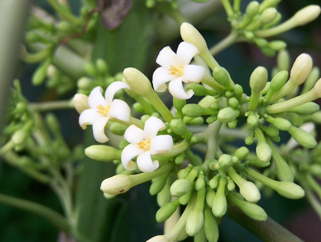 Berikut 3 Manfaat Bunga Pepaya untuk Ibu Hamil, Apa Saja?