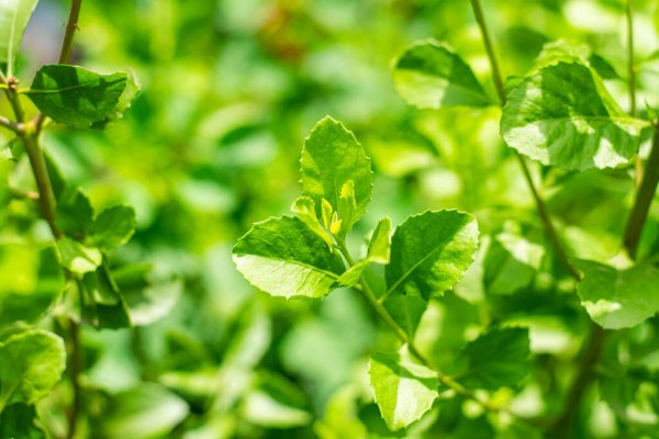 Bongkar 5 Manfaat Daun Beluntas untuk Ibu Hamil