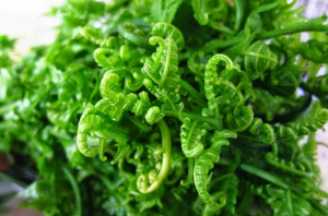 Wajib Tahu! 7 Manfaat Sayur Pakis untuk Ibu Hamil