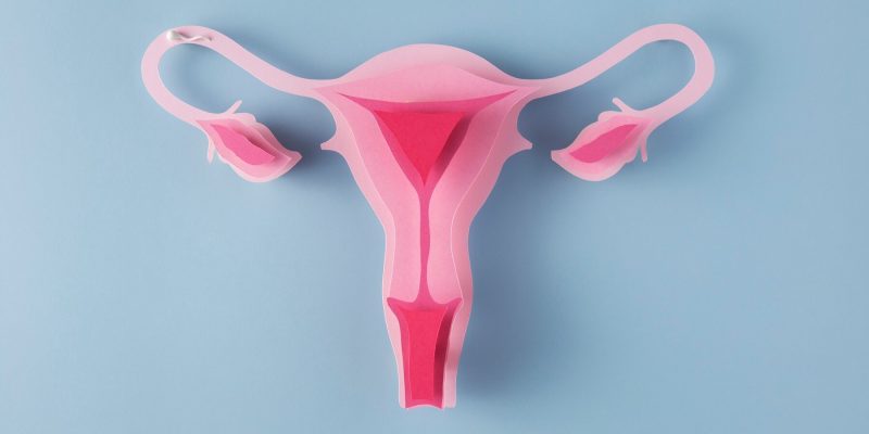 Sistem Reproduksi Wanita: Panduan Lengkap untuk Kesehatan Reproduksi 