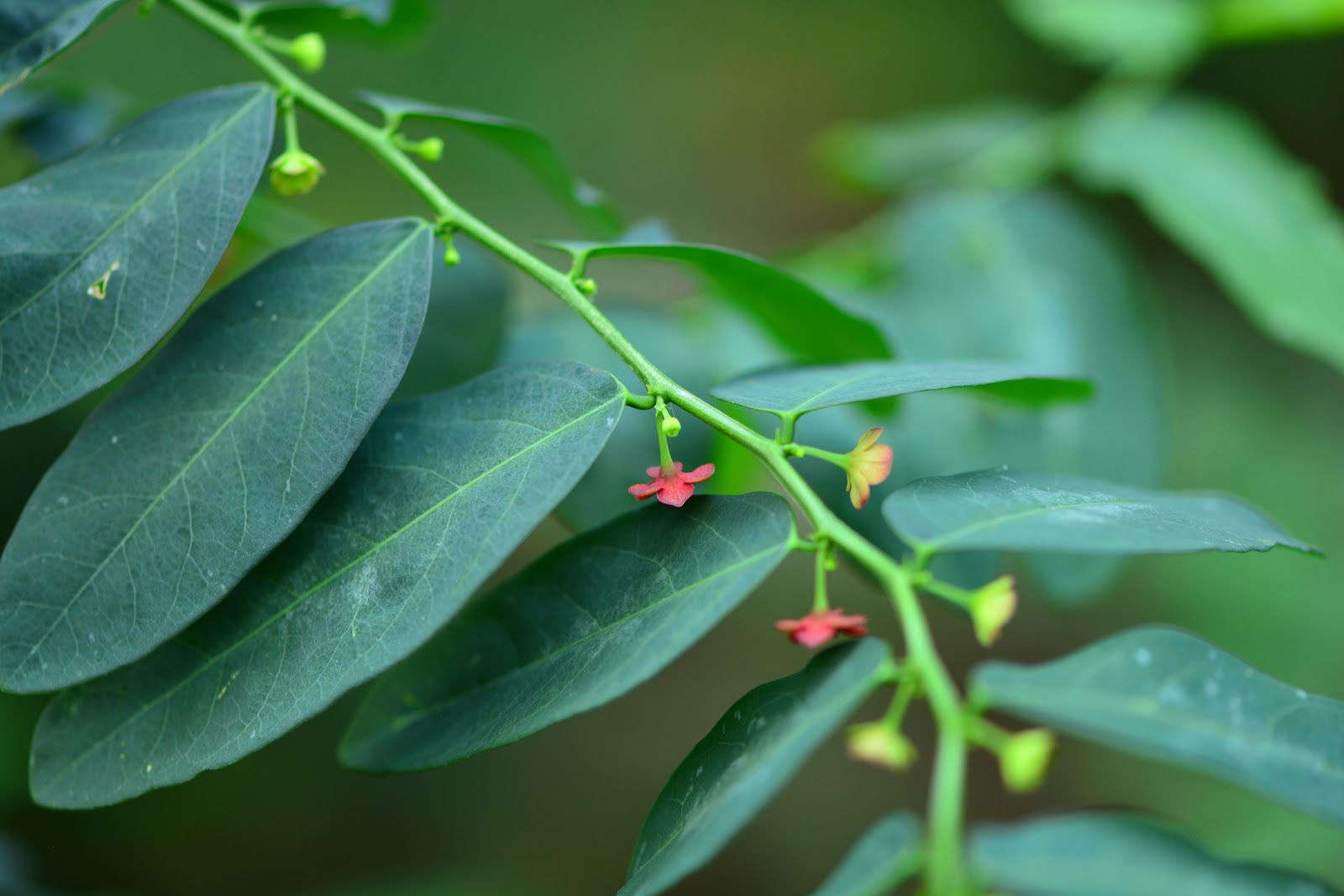 5 Manfaat Daun Katuk untuk Ibu Hamil yang Jarang Diketahui