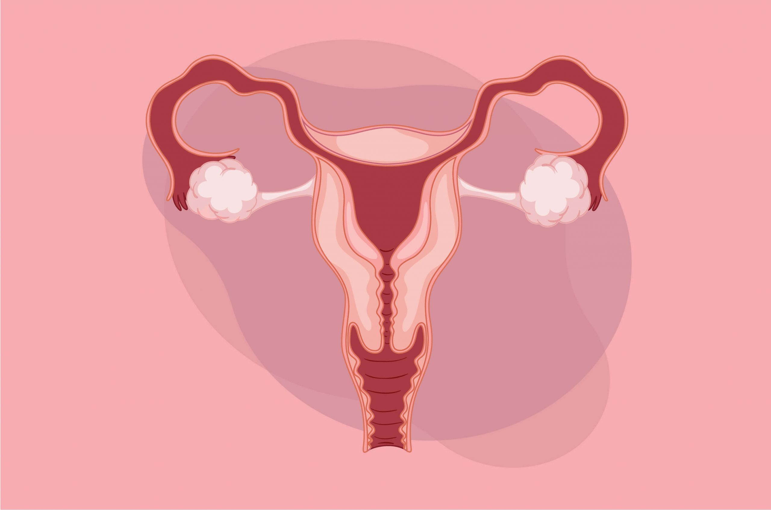 Ovarium Adalah? Simak Pengertianya disini Secara Mendalam