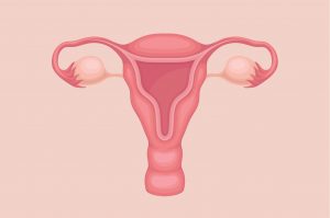 Uterus Adalah, Kenali Pengertianya Secara Lengkap