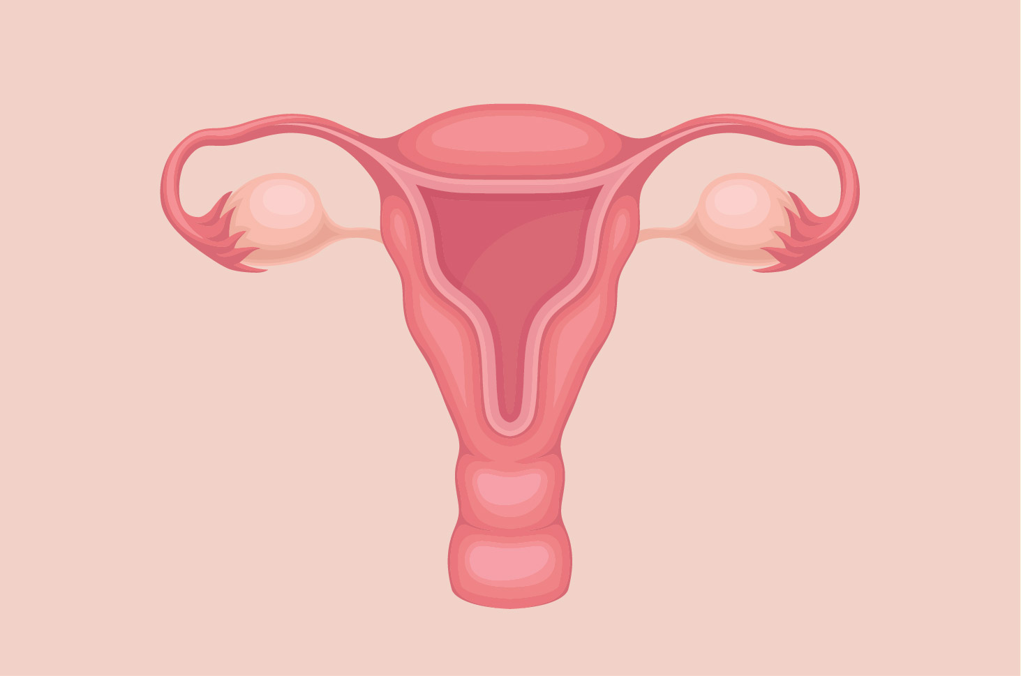 Uterus Adalah, Kenali Pengertianya Secara Lengkap