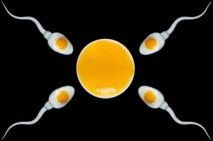 Apa Itu Oogenesis? Simak Pengertian Lengkapnya Di Sini