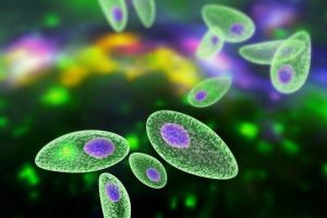 Apa Itu Toxoplasmosis? Berikut Pengertian Lengkapnya