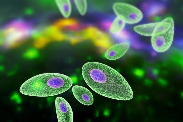 Apa Itu Toxoplasmosis? Berikut Pengertian Lengkapnya
