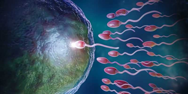 Ciri Embrio Bayi Tabung Berkualitas yang Perlu Anda Ketahui