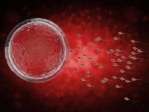 Yuk, Ketahui Apa Itu Ovum, Fungsi, dan Strukturnya!