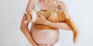Dampak Toksoplasmosis pada Ibu Hamil